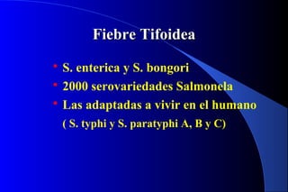 FiebreFiebre TifoideaTifoidea
 S. enterica y S. bongori
 2000 serovariedades Salmonela
 Las adaptadas a vivir en el humano
( S. typhi y S. paratyphi A, B y C)
 
