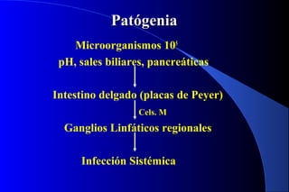 PatógeniaPatógenia
Microorganismos 105
pH, sales biliares, pancreáticas
Intestino delgado (placas de Peyer)
Cels. M
Ganglios Linfáticos regionales
Infección Sistémica
 