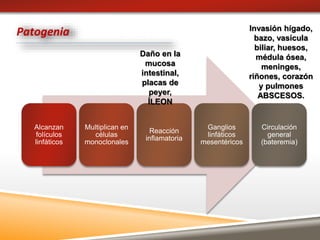Alcanzan
folículos
linfáticos
Multiplican en
células
monoclonales
Reacción
inflamatoria
Ganglios
linfáticos
mesentéricos
Circulación
general
(bateremia)
Patogenia
Daño en la
mucosa
intestinal,
placas de
peyer,
ÍLEON
Invasión hígado,
bazo, vasícula
biliar, huesos,
médula ósea,
meninges,
riñones, corazón
y pulmones
ABSCESOS.
 