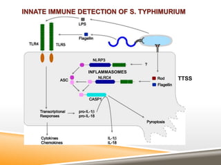 INNATE IMMUNE DETECTION OF S. TYPHIMURIUM
INFLAMMASOMES
TTSS
 