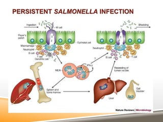 PERSISTENT SALMONELLA INFECTION
 