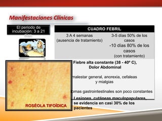 El periodo de
incubación: 3 a 21
días.
Manifestaciones Clínicas
CUADRO FEBRIL
3 A 4 semanas
(ausencia de tratamiento)
3-5 días 50% de los
casos
-10 días 80% de los
casos
(con tratamiento)
Fiebre alta constante (38 - 40º C),
Dolor Abdominal
malestar general, anorexia, cefaleas
y mialgias
Los síntomas gastrointestinales son poco constantes
Lesiones cutáneas maculopapulares,
se evidencia en casi 30% de los
pacientes
ROSÉOLA TIFOÍDICA
 