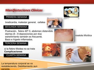 PRIMERA SEMANA
Manifestaciones Clínicas
roséola tifoídica
CUARTA SEMANA
TERCERA SEMANA
SEGUNDA SEMANA
bradicardia, malestar general, cefalea
Postración, fiebre 40º C, abdomen distendido
diarrea (6 - 8 deposiciones por día)
estreñimiento también es frecuente.
Bazo e hígado inflamados.
si la fiebre tifoidea no se trata
Complicaciones
La temperatura corporal se va
restableciendo, Debilitamiento aun
persiste.
 