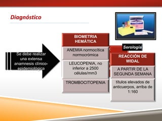 Considerar Dx clínico:
Fiebre mayor a 39º C
Cefalea, malestar general,
dolor abdominal, exantema,
constipación o diarrea.
Diagnóstico
BIOMETRIA
HEMÁTICA
ANEMIA normocítica
normocrómica
LEUCOPENIA, no
inferior a 2500
células/mm3
TROMBOCITOPENIA
REACCIÓN DE
WIDAL
A PARTIR DE LA
SEGUNDA SEMANA
títulos elevados de
anticuerpos, arriba de
1:160
Serología
Se debe realizar
una extensa
anamnesis clínico-
epidemiológica
 
