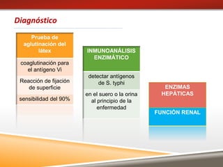Diagnóstico
Prueba de
aglutinación del
látex
coaglutinación para
el antígeno Vi
Reacción de fijación
de superficie
sensibilidad del 90%
INMUNOANÁLISIS
ENZIMÁTICO
detectar antígenos
de S. typhi
en el suero o la orina
al principio de la
enfermedad
ENZIMAS
HEPÁTICAS
FUNCIÓN RENAL
 