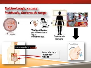 S . typhi
Reservorio
Hombre
Vía fecal-bucal
por alimentos o
agua
contaminada
Zona afectada:
Intestinos,
hígado
invasión de la sangre
Epidemiología, causas,
incidencia, factoresde riesgo
 