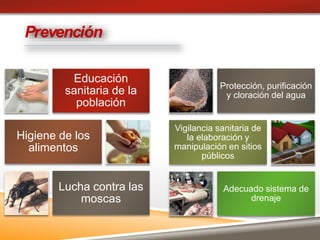 Educación
sanitaria de la
población
Higiene de los
alimentos
Lucha contra las
moscas
Protección, purificación
y cloración del agua
Vigilancia sanitaria de
la elaboración y
manipulación en sitios
públicos
Adecuado sistema de
drenaje
Prevención
 