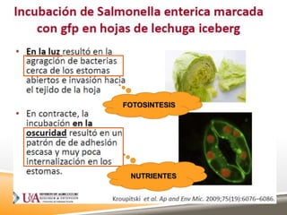 NUTRIENTES
FOTOSINTESIS
 