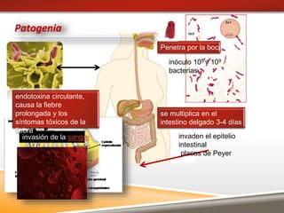 S . typhi
invasión de la sangre
Patogenia
Penetra por la boca
se multiplica en el
intestino delgado 3-4 días
invaden el epitelio
intestinal
placas de Peyer
endotoxina circulante,
causa la fiebre
prolongada y los
síntomas tóxicos de la
fiebre
inóculo 105 y 109
bacterias
 