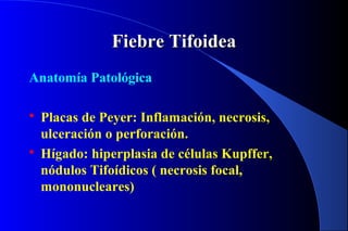 Fiebre TifoideaFiebre Tifoidea
Anatomía Patológica
 Placas de Peyer: Inflamación, necrosis,
ulceración o perforación.
 Hígado: hiperplasia de células Kupffer,
nódulos Tifoídicos ( necrosis focal,
mononucleares)
 