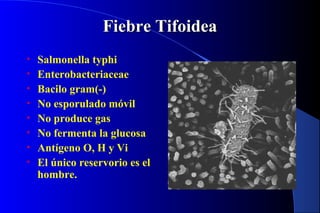 Fiebre TifoideaFiebre Tifoidea
• Salmonella typhi
• Enterobacteriaceae
• Bacilo gram(-)
• No esporulado móvil
• No produce gas
• No fermenta la glucosa
• Antígeno O, H y Vi
• El único reservorio es el
hombre.
 