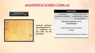MANIFESTACIONES CLINICAS
Lesiones cutáneas
maculopapulares,
se evidencia en
casi 30% de los
pacientes
 