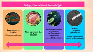 Etiologia y Característicasde SalmonellaTyphi
Pertenece a la
familia:
• Enterobacteriaceae
Mide aprox. de 0.6
a 0.7µm
(micrómetro)
Bacilo gran negativo
Flagelado no
encapsulado no
esporulado
Anaerobio facultativo
Móvil:
-12 flagelos
periféricos
-Pelos rígidos más
cortos y abundantes
 