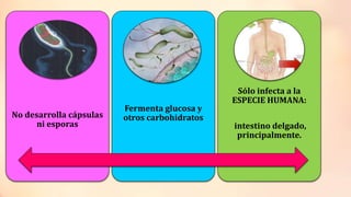 No desarrolla cápsulas
ni esporas
Fermenta glucosa y
otros carbohidratos
Sólo infecta a la
ESPECIE HUMANA:
intestino delgado,
principalmente.
 