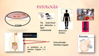 PATOLOGÍA
Vía fecal-bucal
por alimentos o
agua
contaminada Reservorio
Hombre
Zona afectada:
Intestinos, hígado
S.Typhi
se multiplica en el
intestino delgado 3-4
días
 