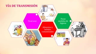 VÍA DE TRANSMISIÓN
Alimentos y
bebidas
contaminadas
Fecal-oral
Pocas
medidas de
higiene
 