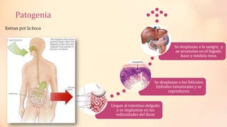 Patogenia
Llegan al intestino delgado
y se implantan en las
vellosidades del íleon
Se desplazan a los folículos
linfoides intestinales y se
reproducen
Se desplazan a la sangre, y
se acumulan en el hígado,
bazo y médula ósea.
Entran por la boca
 