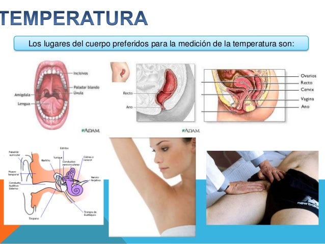 El dolor en la espalda más abajo de las espátulas es más alto a los riñones