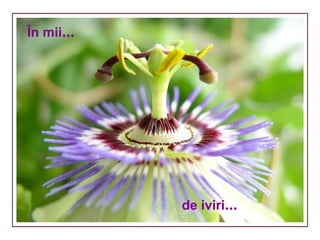 de iviri … În mii … 