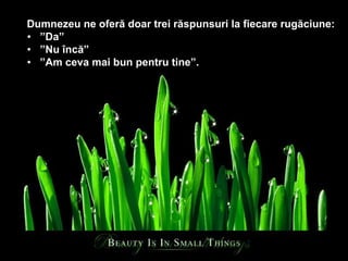 Dumnezeu ne oferă doar trei răspunsuri la fiecare rugăciune : ” Da” ” Nu încă” ” Am ceva mai bun pentru tine”.   