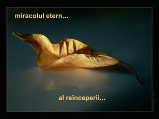 miracolul etern … al reînceperii … 