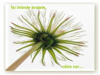 Îsi întinde bratele , către cer ... 