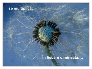 se   multiplică . În fiecare dimineată .... 