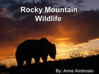 Rocky MountainRocky Mountain
WildlifeWildlife
By: Anne Ambrosio
 