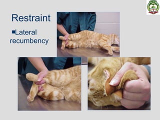 Field anesthesia canine feline | PPT
