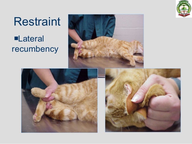 Field anesthesia canine feline