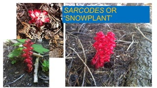 SARCODES OR
‘SNOWPLANT’
 