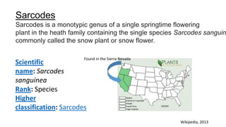 Scientific
name: Sarcodes
sanguinea
Rank: Species
Higher
classification: Sarcodes
Sarcodes
Sarcodes is a monotypic genus of a single springtime flowering
plant in the heath family containing the single species Sarcodes sanguin
commonly called the snow plant or snow flower.
Wikipedia, 2013
Found in the Sierra Nevada
 