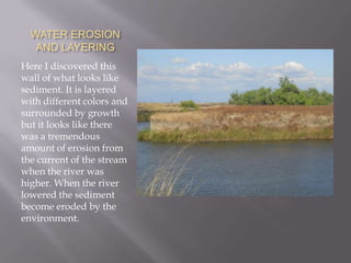WATER EROSION AND LAYERINGHere I discovered this wall of what looks like sediment. It is layered with different colors and surrounded by growth but it looks like there was a tremendous amount of erosion from the current of the stream when the river was higher. When the river lowered the sediment become eroded by the environment.