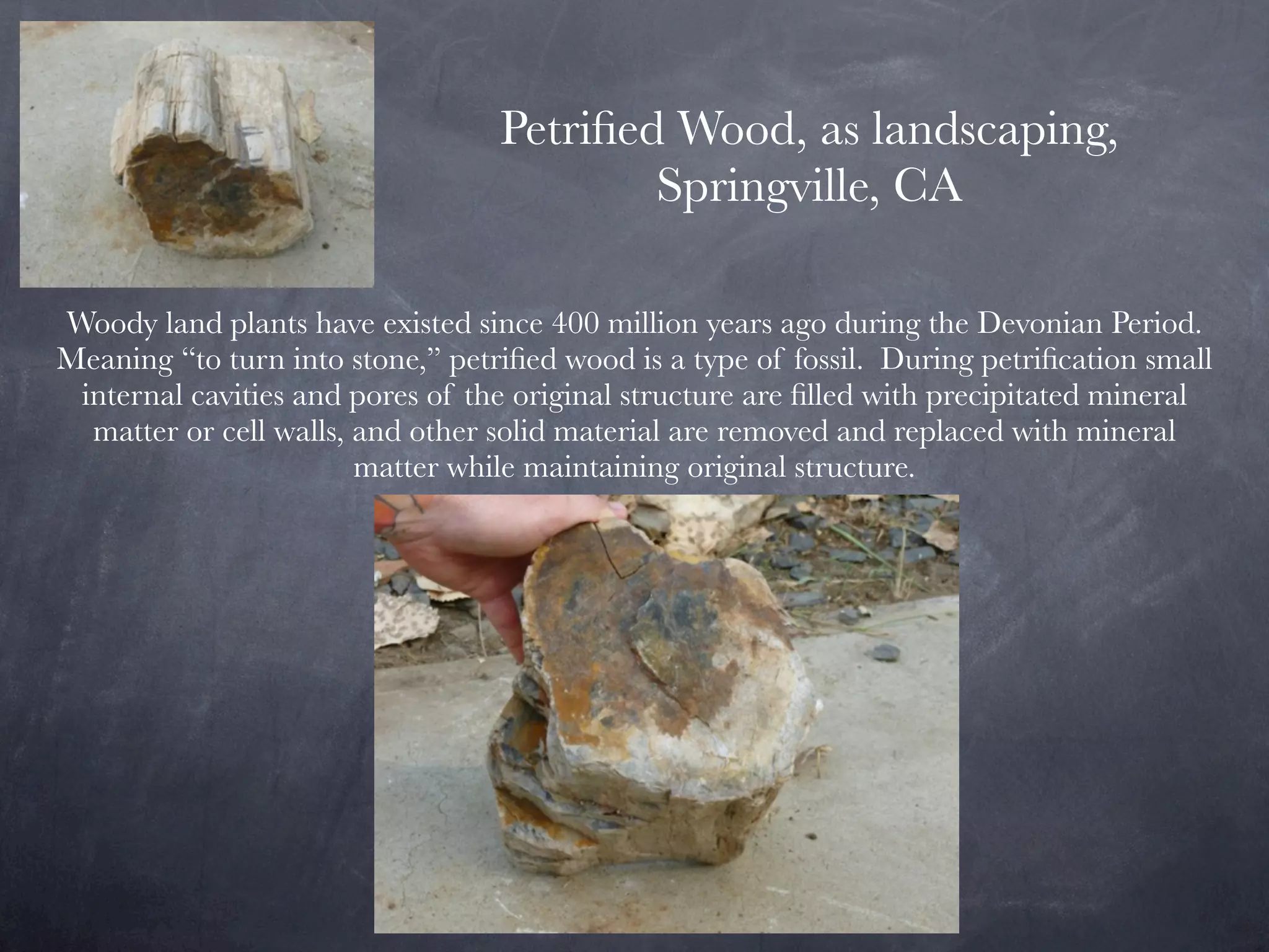 Petriﬁed Wood, as landscaping,
                                          Springville, CA

Woody land plants have existed since 400 million years ago during the Devonian Period.
Meaning “to turn into stone,” petriﬁed wood is a type of fossil. During petriﬁcation small
 internal cavities and pores of the original structure are ﬁlled with precipitated mineral
  matter or cell walls, and other solid material are removed and replaced with mineral
                        matter while maintaining original structure.
 