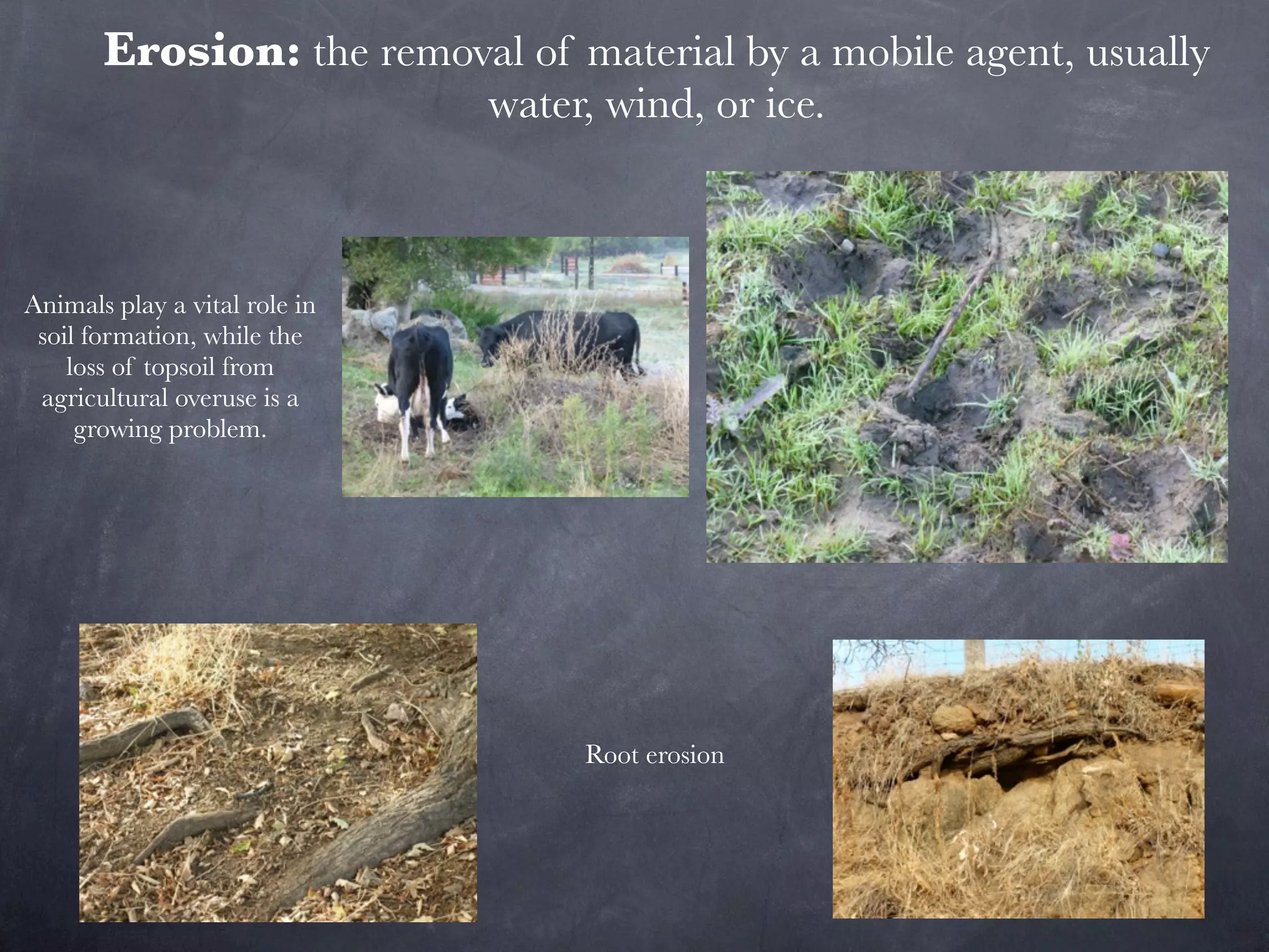 Erosion: the removal of material by a mobile agent, usually
                               water, wind, or ice.



Animals play a vital role in
 soil formation, while the
    loss of topsoil from
 agricultural overuse is a
     growing problem.




                                    Root erosion
 