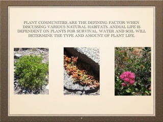 PLANT COMMUNITIES ARE THE DEFINING FACTOR WHEN
  DISCUSSING VARIOUS NATURAL HABITATS. ANIMAL LIFE IS
DEPENDENT ON PLANTS FOR SURVIVAL. WATER AND SOIL WILL
     DETERMINE THE TYPE AND AMOUNT OF PLANT LIFE.




                          6
 