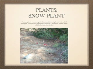 PLANTS:
               SNOW PLANT
 The snow plant is a common sight in this area, and interesting because of its lack of
chlorophyll. This plant relies on soil fungi to survive. It is mycotroshic in nature and its
                           reddish color stems from this fact.




                                                  7
 