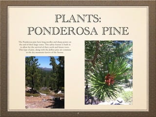 PLANTS:
          PONDEROSA PINE
The Ponderosa pine have long needles and sharp points on
the end of their large cones. This safety feature is built in
 to allow for the survival of their seeds and future trees.
This type of pine, along with the Jeﬀrey pine are common
        in the dry mountain forrest of the Sierras.




                                                                8
 