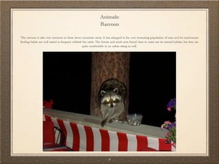 Animals:
                                                                 Raccoon

The raccoon is also very common in these lower mountain areas. It has adapped to the ever increasing population of man and its omnivorous
feeding habits are well suited to frequent rubbish bin raids. The forests and scrub area found close to water are its natural habitat, but they are
                                                  quite comfortable in an urban siting as well.




                                                                        9
 