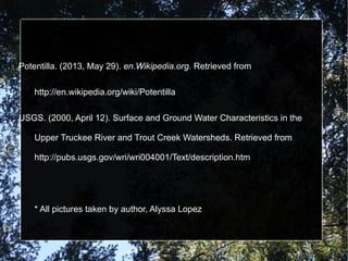 Potentilla. (2013, May 29). en.Wikipedia.org. Retrieved from
http://en.wikipedia.org/wiki/Potentilla
USGS. (2000, April 12). Surface and Ground Water Characteristics in the
Upper Truckee River and Trout Creek Watersheds. Retrieved from
http://pubs.usgs.gov/wri/wri004001/Text/description.htm
* All pictures taken by author, Alyssa Lopez
 