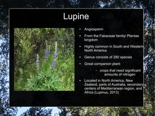 Lupine
● Angiosperm
● From the Fabaceae family/ Plantae
kingdom
● Highly common in South and Western
North America
● Genus consists of 280 species
● Great companion plant:
– crops that need significant
amounts of nitrogen
● Located in North America, New
Zealand, parts of Australia, secondary
centers of Mediterranean region, and
Africa (Lupinus, 2013)
 