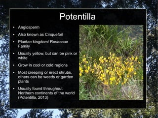 Potentilla
● Angiosperm
● Also known as Cinquefoil
● Plantae kingdom/ Rosaceae
Family
● Usually yellow, but can be pink or
white
● Grow in cool or cold regions
● Most creeping or erect shrubs,
others can be weeds or garden
plants
● Usually found throughout
Northern continents of the world
(Potentilla, 2013)
 