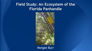 Field Study: An Ecosystem of the
Florida Panhandle
Morgan Burr
taken by me
 