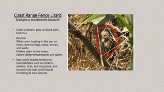 Coast Range Fence Lizard
Sceloporus occidentalis bocourtii
• Color is brown, gray, or black with
blotches
• Diurnal.
Often seen basking in the sun on
rocks, downed logs, trees, fences,
and walls.
Prefers open sunny areas.
Active when temperatures are warm
• Eats small, mostly terrestrial,
invertebrates such as crickets,
spiders, ticks, and scorpions, and
occasionally eats small lizards
including its own species.
 