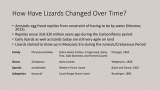 How Have Lizards Changed Over Time?
• Amniotic egg freed reptiles from constraint of having to be by water (Monroe,
2015).
• Reptiles arose 310-320 million years ago during the Carbonifieros period
• Early lizards as well as lizards today are still very agile on land
• Lizards started to show up in Mesozoic Era during the Jurassic/Cretaceous Period
Family Phrynosomatidae Zebra-tailed, Earless, Fringe-toed, Spiny,
Tree, Side-blotched, and Horned Lizards
Fitzinger, 1843
Genus Sceloporus Spiny Lizards Wiegmann, 1828
Species occidentalis Western Fence Lizard Baird and Girard, 1852
Subspecies bocourtii Coast Range Fence Lizard Boulenger, 1885
 