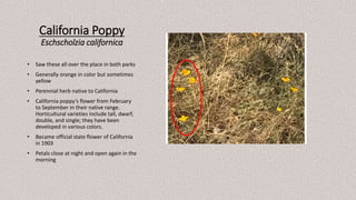 California Poppy
Eschscholzia californica
• Saw these all over the place in both parks
• Generally orange in color but sometimes
yellow
• Perennial herb native to California
• California poppy’s flower from February
to September in their native range.
Horticultural varieties include tall, dwarf,
double, and single; they have been
developed in various colors.
• Became official state flower of California
in 1903
• Petals close at night and open again in the
morning
 