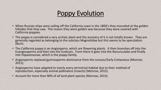 Poppy Evolution
• When Russian ships were sailing off the California coast in the 1800's they marveled at the golden
hillsides that they saw. The reason they were golden was because they were covered with
California poppies.
• The poppy is considered a very archaic plant and the ancestry of it is not totally known. They are
generally regarded as belonging to the subclass Magnoliidae but this seems to be speculation
(Burt).
• The California poppy is an Angiosperm, which are flowering plants. It then branches off into the
Euangiosperms and then into the Eudicots. From there it goes into the Ranunculales and finally
into Papaveraceae, which is the poppy family.
• Angiosperms replaced gymnosperms dominance from the Jurassic/Early Cretaceous (Monroe,
2015).
• Angiosperms have adapted to nearly every terrestrial habitat due to their method of
reproduction, especially animal pollinators (insects) (Monroe, 2015).
• Account for more than 90% of all land plant species (Monroe, 2015).
 