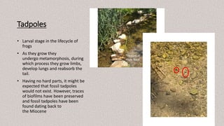 Tadpoles
• Larval stage in the lifecycle of
frogs
• As they grow they
undergo metamorphosis, during
which process they grow limbs,
develop lungs and reabsorb the
tail.
• Having no hard parts, it might be
expected that fossil tadpoles
would not exist. However, traces
of biofilms have been preserved
and fossil tadpoles have been
found dating back to
the Miocene
*Stream at
Alum Rock
 