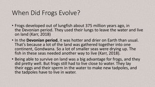 When Did Frogs Evolve?
• Frogs developed out of lungfish about 375 million years ago, in
the Devonian period. They used their lungs to leave the water and live
on land (Karr, 2018)
• In the Devonian period, it was hotter and drier on Earth than usual.
That’s because a lot of the land was gathered together into one
continent, Gondwana. So a lot of smaller seas were drying up. The
fish in these seas needed another way to live (Karr, 2018).
• Being able to survive on land was a big advantage for frogs, and they
did pretty well. But frogs still had to live close to water. They lay
their eggs and their sperm in the water to make new tadpoles, and
the tadpoles have to live in water.
 