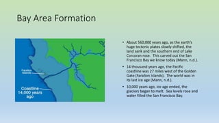 Bay Area Formation
• About 560,000 years ago, as the earth’s
huge tectonic plates slowly shifted, the
land sank and the southern end of Lake
Corcoran rose. This carved out the San
Francisco Bay we know today (Mann, n.d.).
• 14 thousand years ago, the Pacific
coastline was 27 miles west of the Golden
Gate (Farallon Islands). The world was in
its last ice age (Mann, n.d.).
• 10,000 years ago, ice age ended, the
glaciers began to melt. Sea levels rose and
water filled the San Francisco Bay.
 